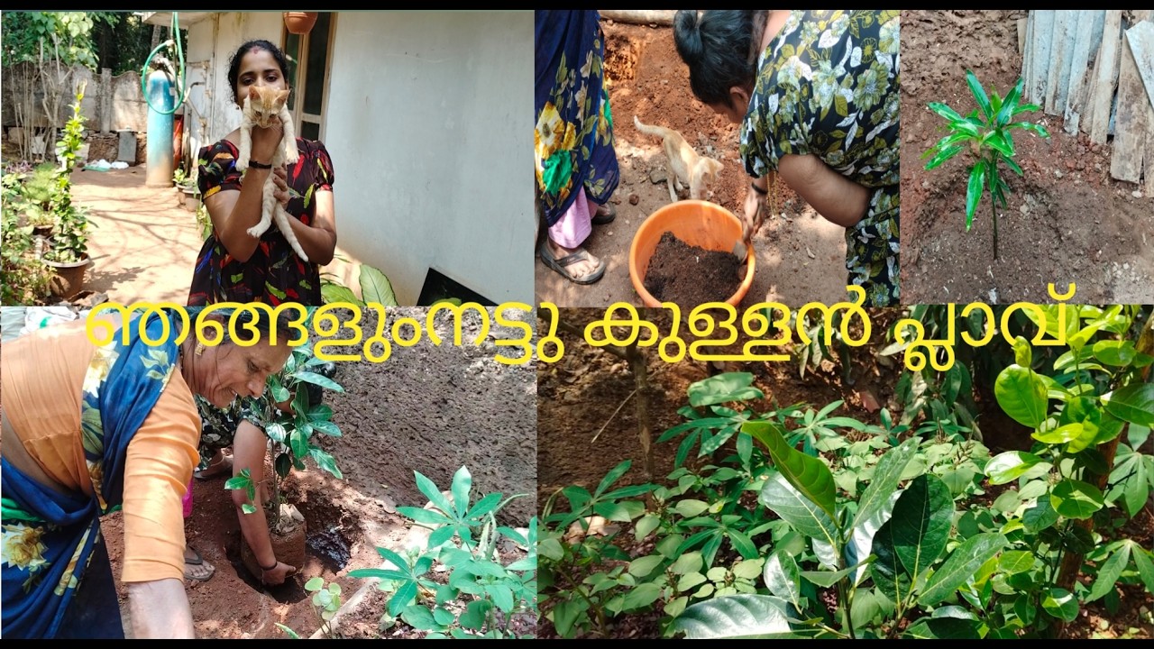 ഞങ്ങളും ന കുള്ളൻ പ്ലാവ്ട്ടു Sarithechimalayalam
