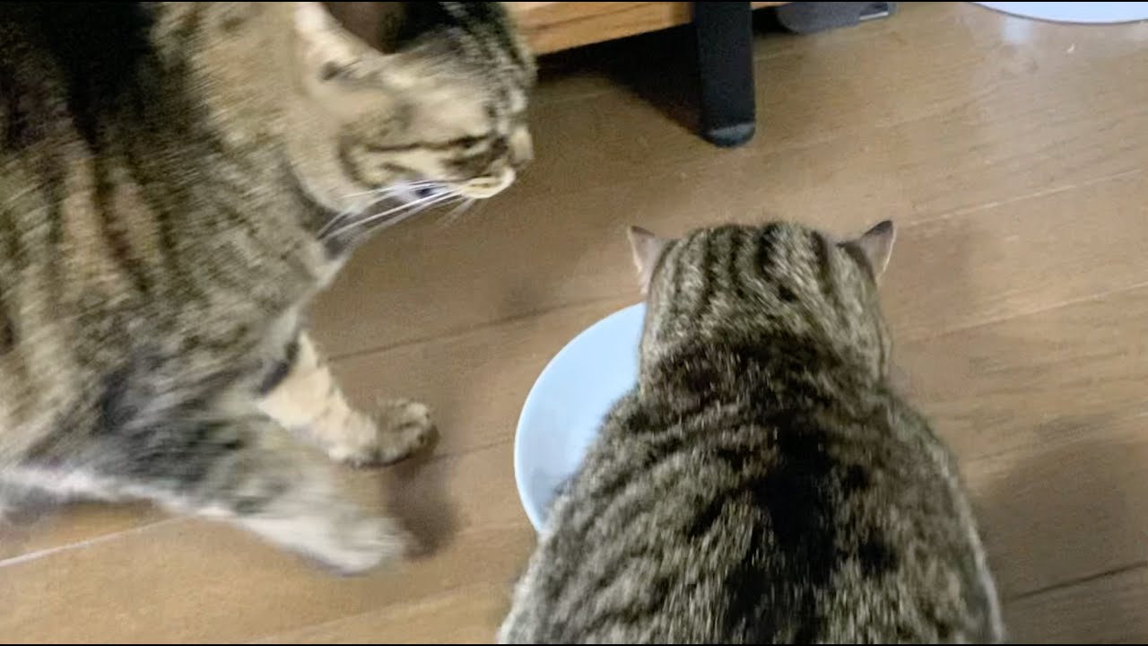 てんちゃんのご飯をふくちゃんが強引に横取りしました...