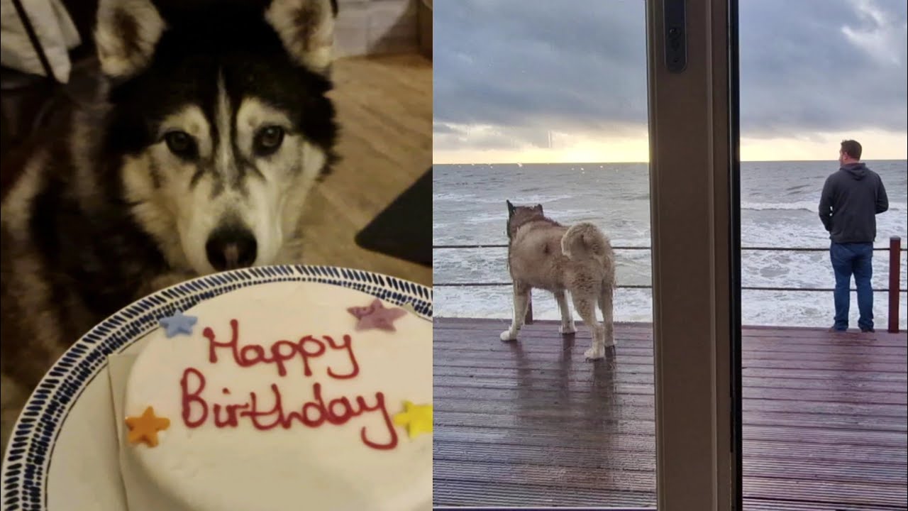 Husky Stays In The Most Gorgeous Beach House