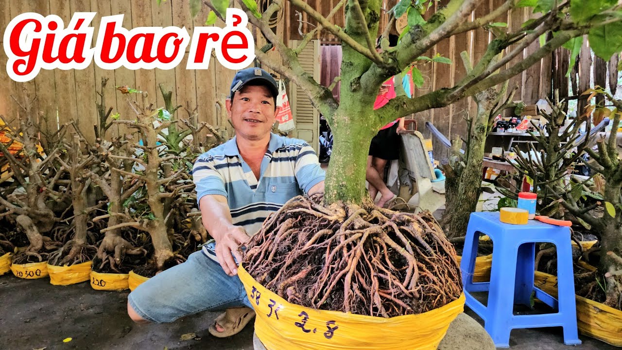 A. Minh 📲 0339417719 mai Tứ quý mai giảo Thủ Đức giá rẻ 15/2  (@MaivàngQuêdừa)