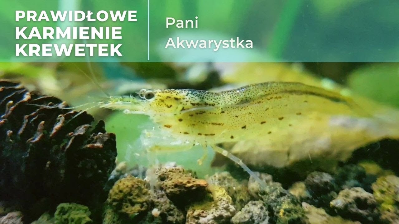 Jak Prawidłowo karmić #krewetki | Pani Akwarystka