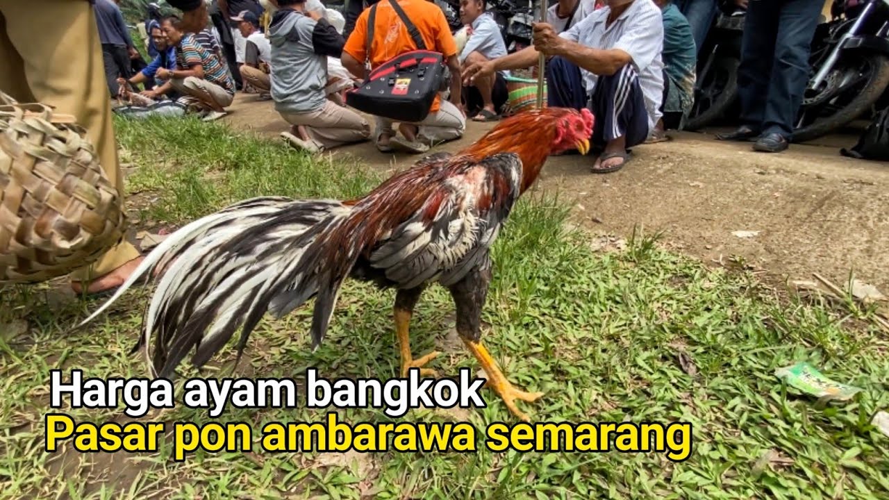 Pasaran Harga Ayam Jago Bangkok Aduan, Pasar Pon Hewan Ternak Unggas Ambarawa Semarang Terbaru 2026