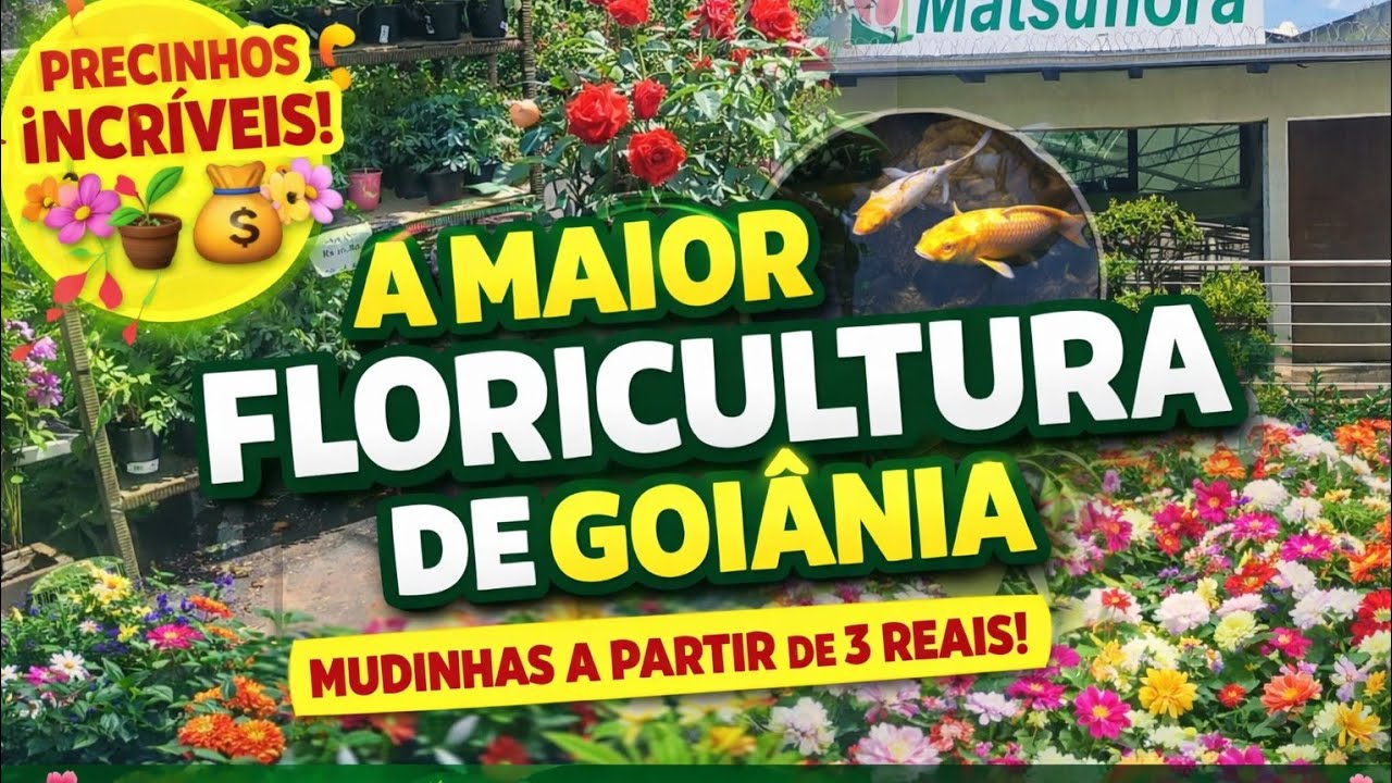 🌸🌿 A MAIOR FLORICULTURA DE GOIÂNIA 🌿🌸✨ Matsoflora | Flores, Folhagens e Precinhos Maravilhosos ✨