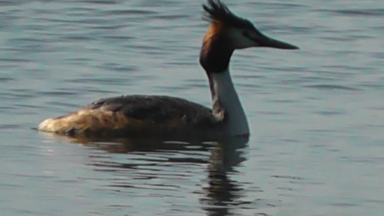 ЧОМГИ( Podiceps cristatus//Great Crested Grebe)НА ОЗЕРЕ