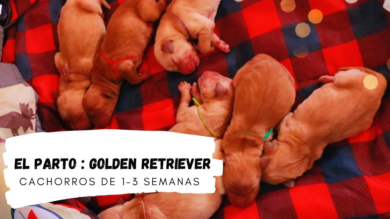 Golden Retriever en Parto/Mastitis/ cachorros abren sus ojos