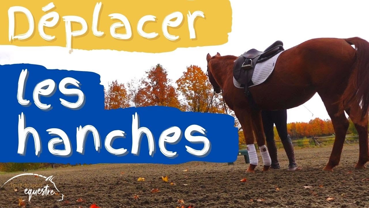 Déplacer les hanches de son cheval