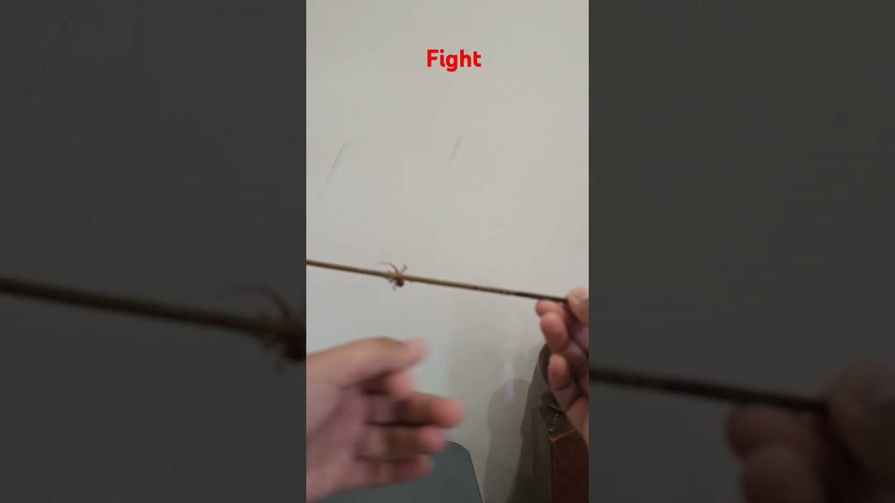 Spider fighting #kadagit #fight #realfight