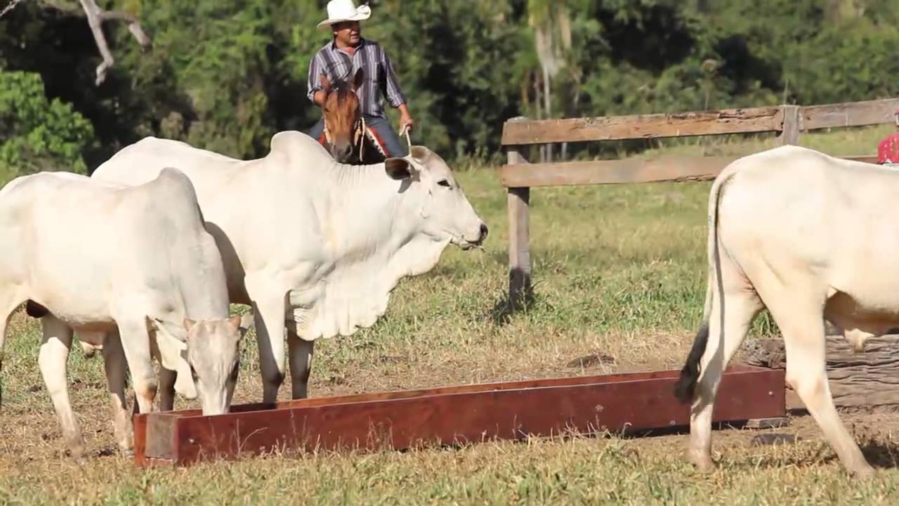 Ureia na alimentação dos bovinos - Programa Valeu Vallée