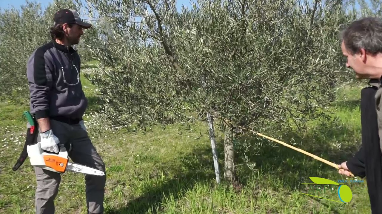 Videotutorial I sulla Potatura dell’olivo a vaso policonico A.R.P.O Rimini