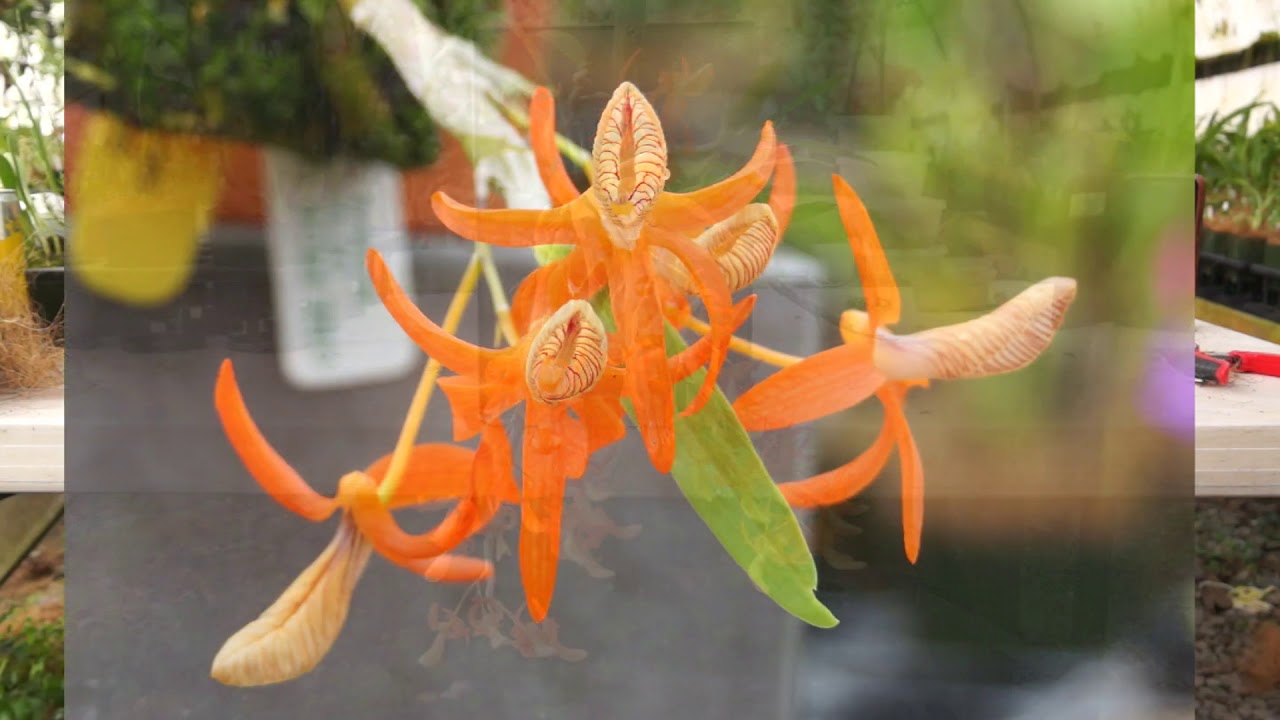 'Plant of the Day' - Dendrobium unicum
