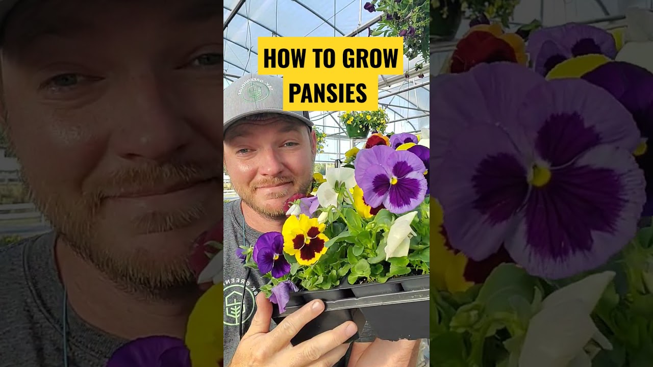 How to Grow Pansies ... #shorts