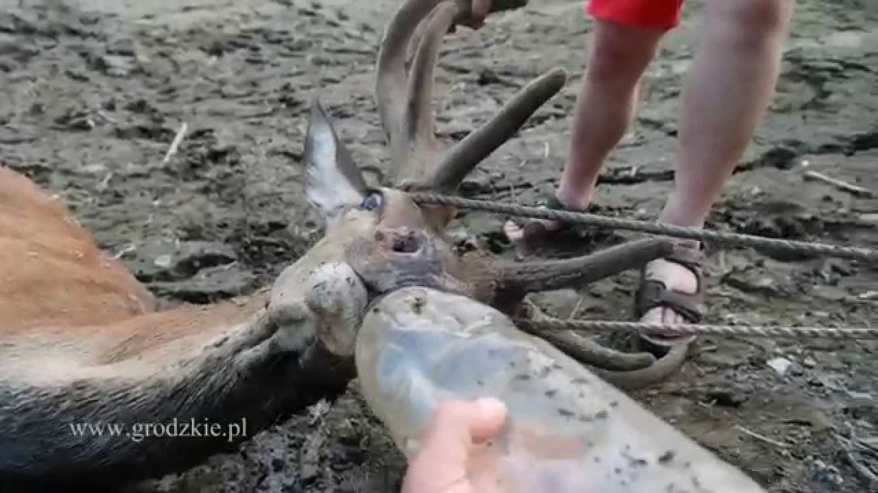 Ratujemy jelenia z pilchowickiego bagna...