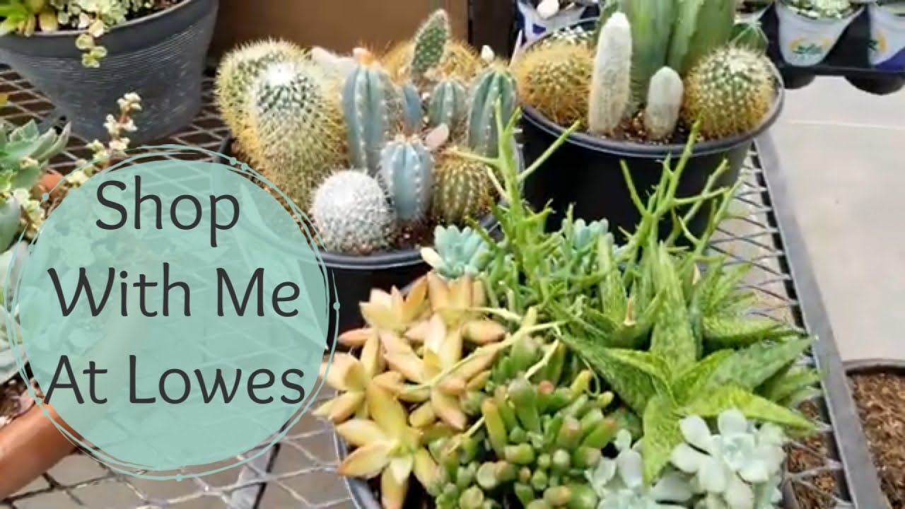 Lowes Shop With Me - Succulent and House plant shopping 🌿🌵