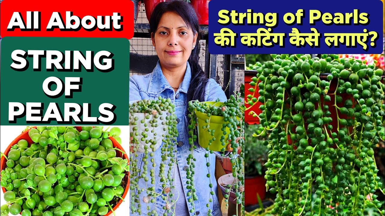 String of Pearls Succulent / String of Pearls Propagation / How To Propagate & Care String of Pearls