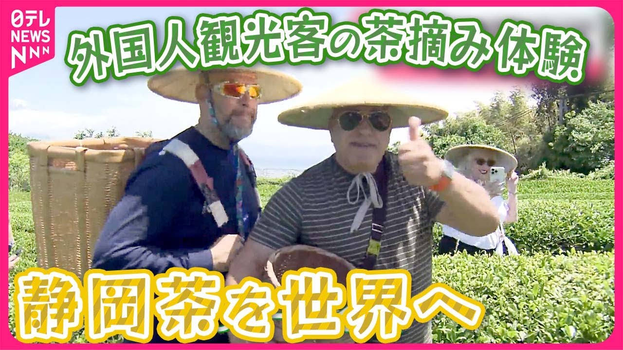 【“新茶”収穫期の静岡】鈴江キャスターが取材  “お茶離れ”や後継者不足も…インバウンドに活路