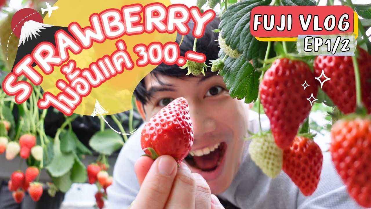 ลุยญี่ปุ่นเดือนเมษายน บุฟเฟต์สตรอว์เบอร์รี่ไม่อั้น เมืองฟูจิ Shizuoka  | Fuji Vlog 2024