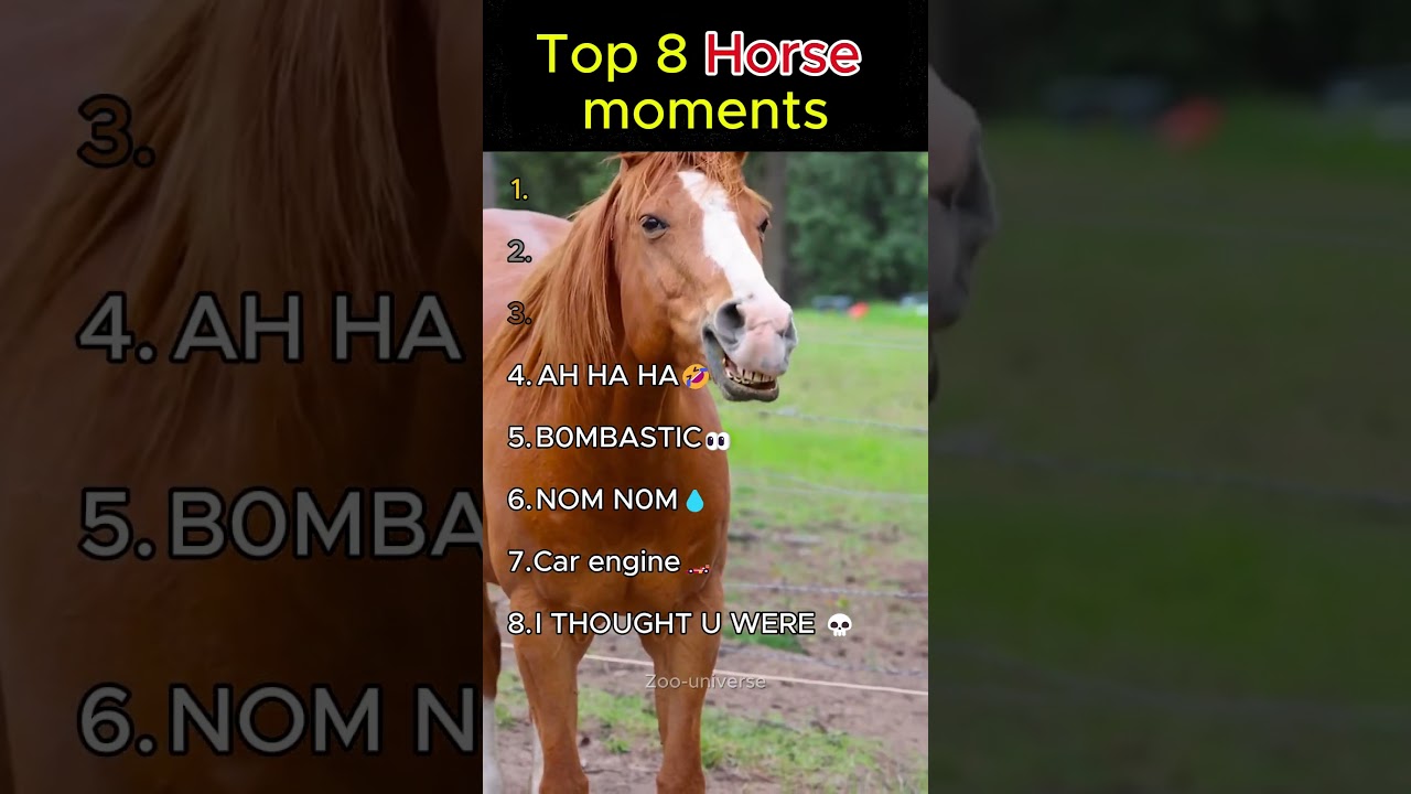 Top 8 horse moments🤣                                                                         #flyxo