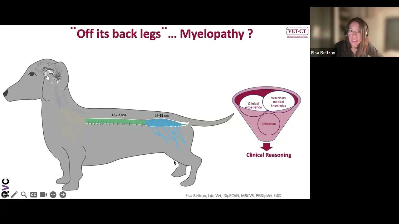 VET.CT Veterinary Webinar: Top tips for assessing and managing a patient that is off its back legs