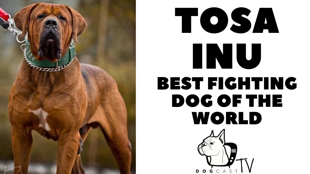 Tosa Inu dog breed - The Japanese figting dog! DogCastTV!