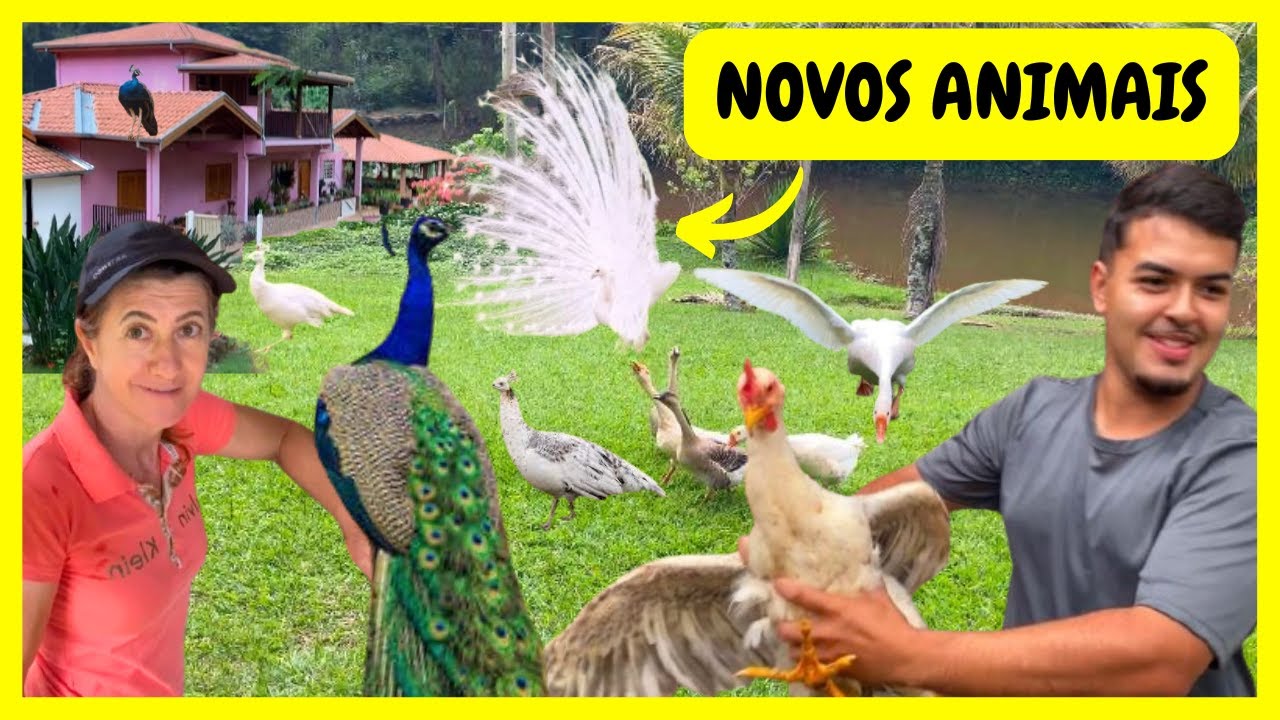 Fomos Buscar Novos Animais em uma Ótima Criadora de Pavões na minha Cidade | Gutejando