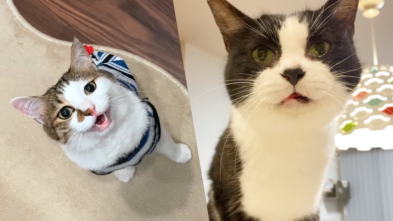 久しぶりのお魚に大興奮でおしゃべりが止まらなくなった２匹の猫たち【6月のウマウマデー | 鯖の竜田揚げ】