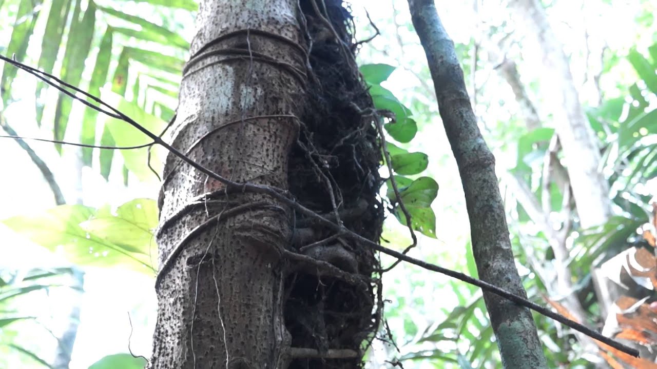 Introduction to Epiphytes