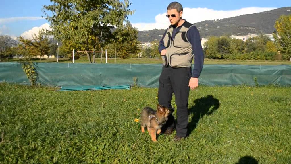 Il richiamo: la base del controllo del nostro cane