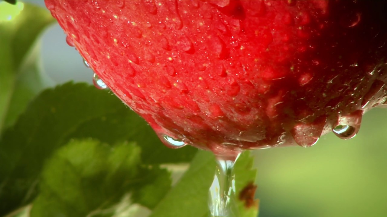 VOG - El recorrido de las manzanas del arbol al supermercado