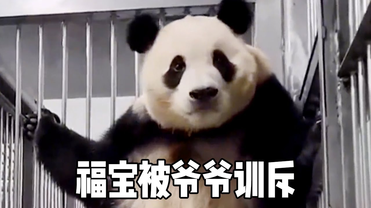 福宝半夜乱拉青团，被姜爷爷现场逮住，训斥画面太搞笑了【大橙子数据】
