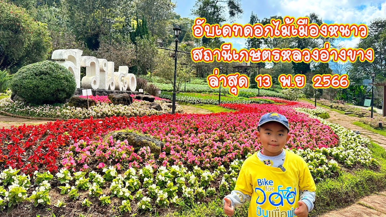อับเดทดอกไม้เมืองหนาว สถานีเกษตรหลวงอ่างขาง ล่าสุด 13 พ.ย 2566