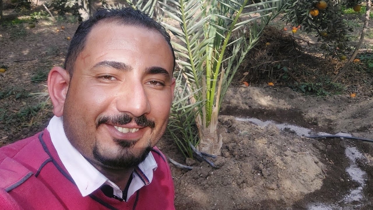 الخدمة الشتوية لنخيل برحي بعمر سنة ونصف فقط 🤨🌴🤔