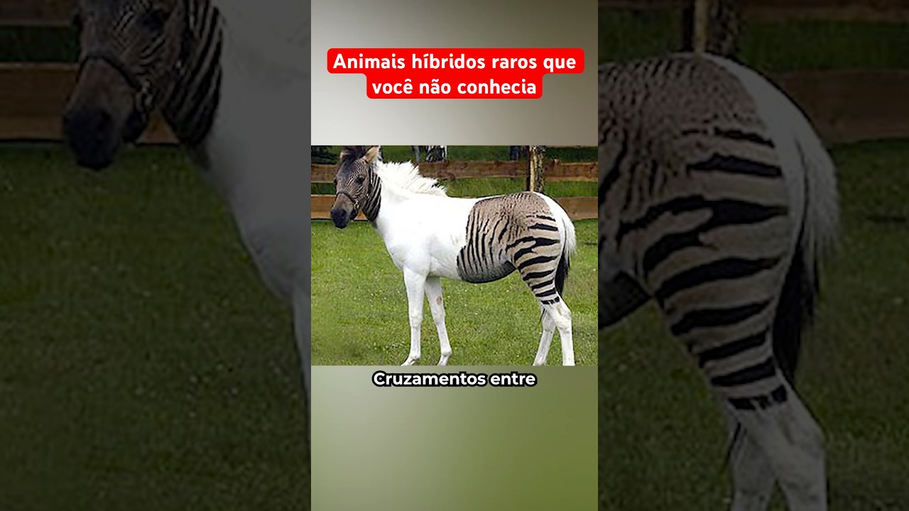 ANIMAIS H&Iacute;BRIDOS QUE VOC&Ecirc; N&Atilde;O CONHECIA