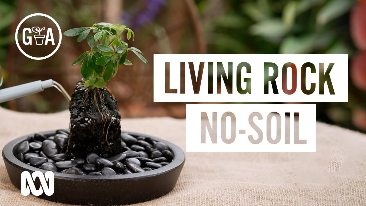 ROCKIN' WITHOUT SOIL! Hydroponics on Lava Rock | DIY Garden Projects | Gardening Australia
