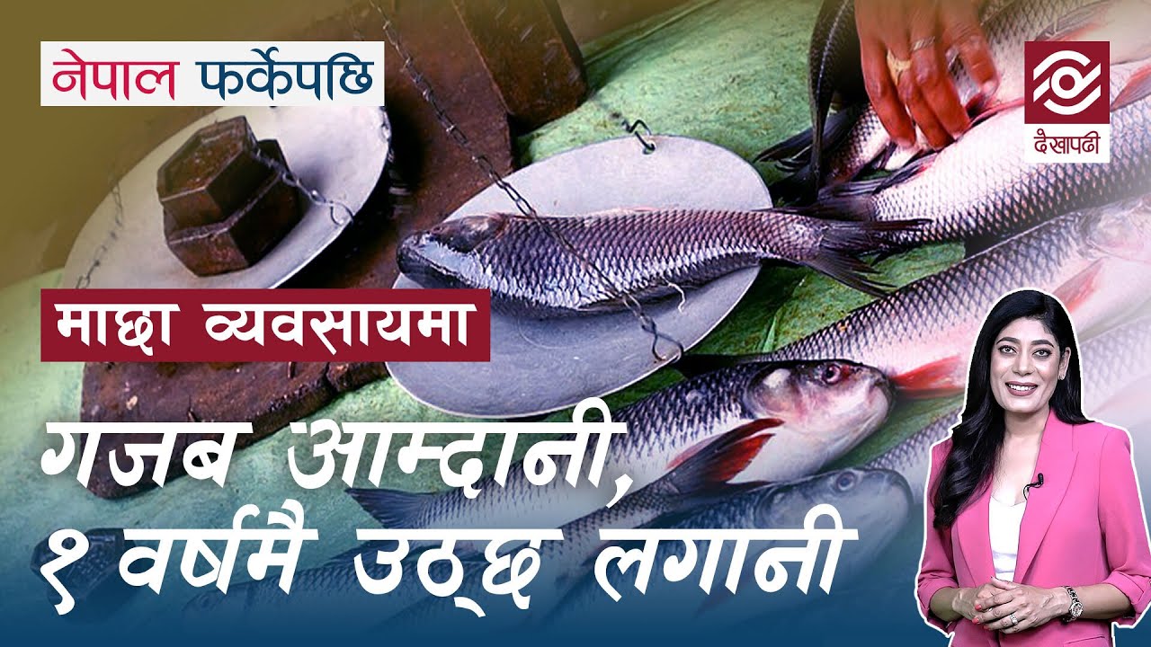 माछा व्यवसायमा गजब आम्दानी, १ वर्षमै उठ्छ लगानी | Fish Farming | Nepal Farkeypachi | Episode 1