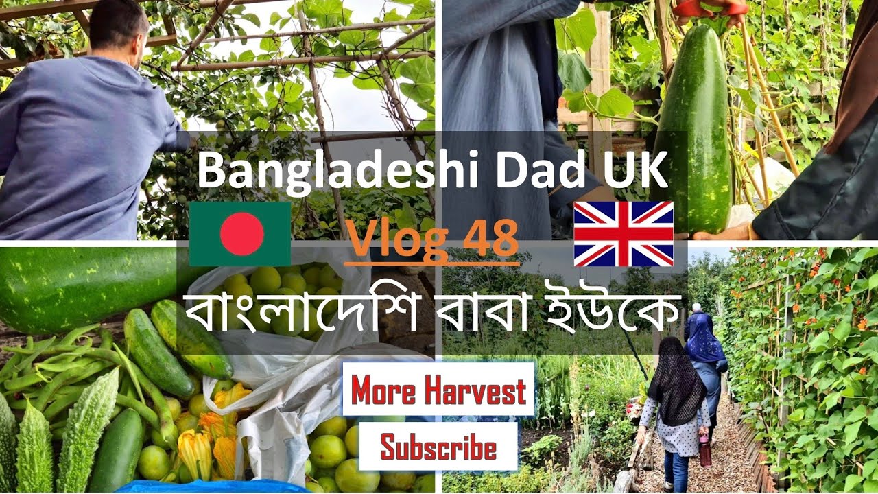 Bangladeshi Dad UK 🇧🇩 Vlog 48 বাংলাদেশি বাবা ইউকে Harvesting Deshi Vegetables বাংলাদেশী সবজি