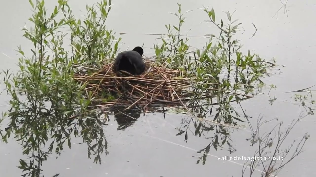 Folaghe al Lago di Scanno