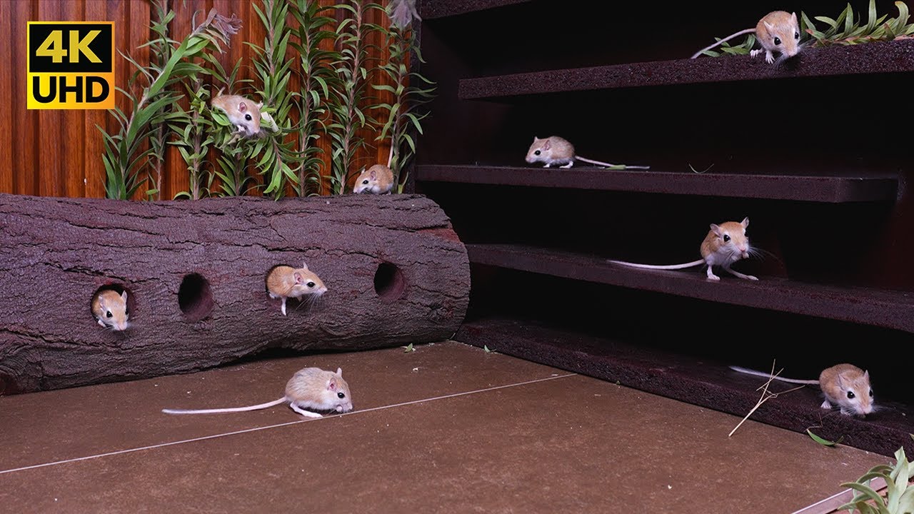 Cat TV Mouse Hide & Run Zigzag Maze 4K | Non-Stop Surprise Game for Cats & Dogs to Watch
