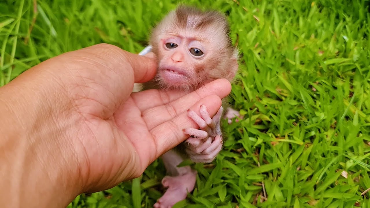 Smalless Poor Newborn Babe Rika in Morning Before Milk.