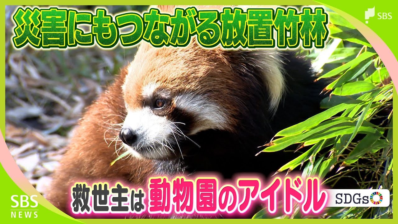 救世主はレッサーパンダ「食べてもらえるのはありがたい」増え続ける放置竹林...　土砂災害の発生防止にも【SDGs】