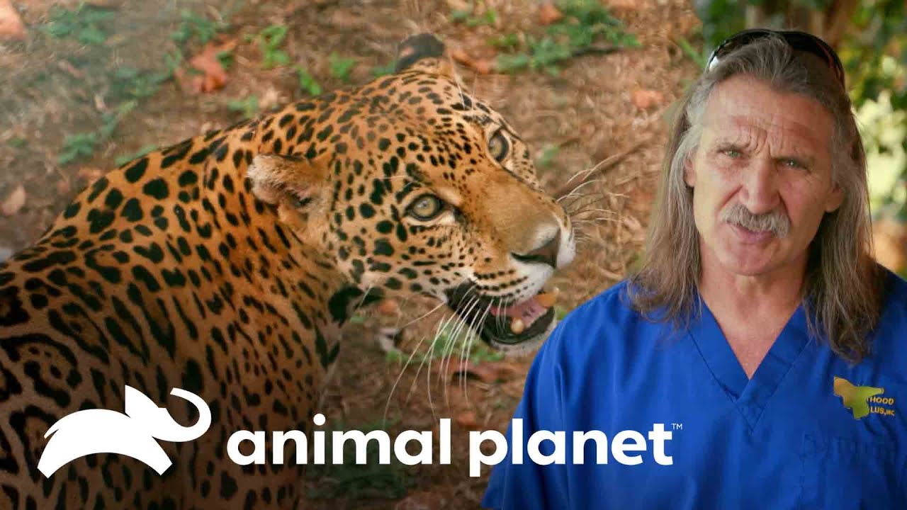Dr. Jeff esteriliza un jaguar por primera vez en México | Dr. Jeff, Veterinario | Animal Planet