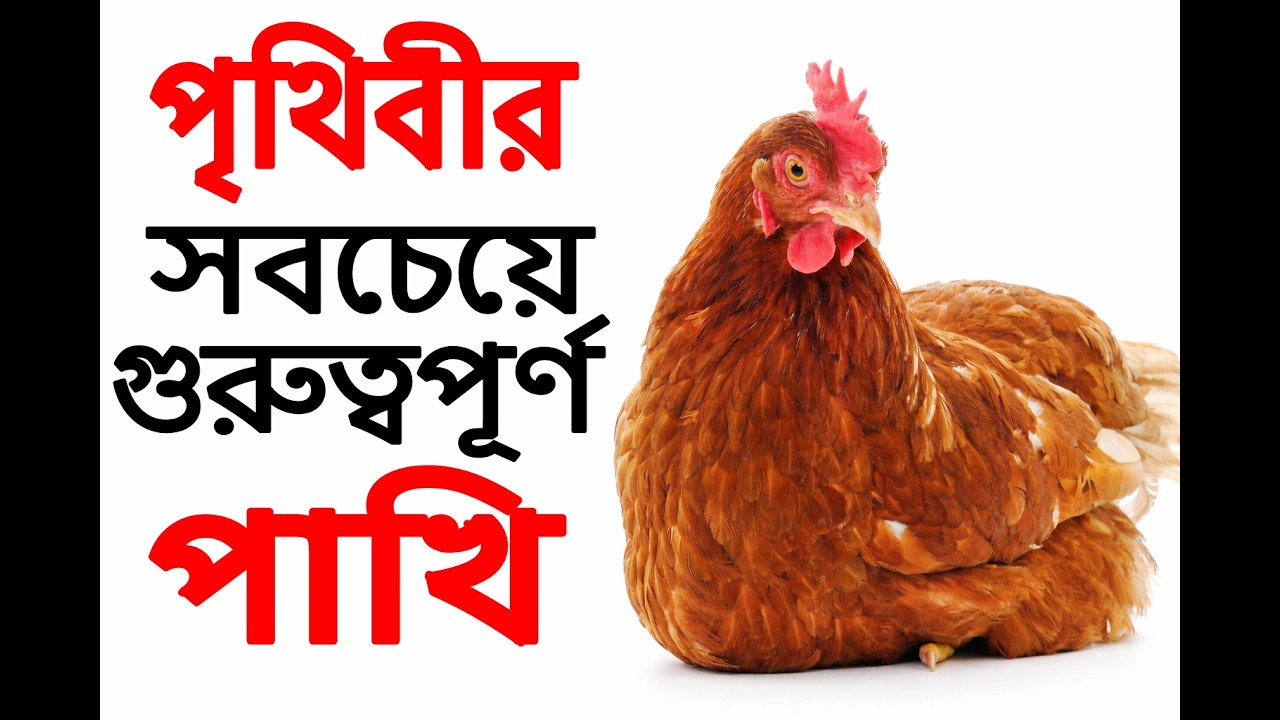 কেন এটা পৃথিবীর সবচেয়ে গুরুত্বপূর্ণ পাখি ? Why This Is The Most Important Bird In The World?