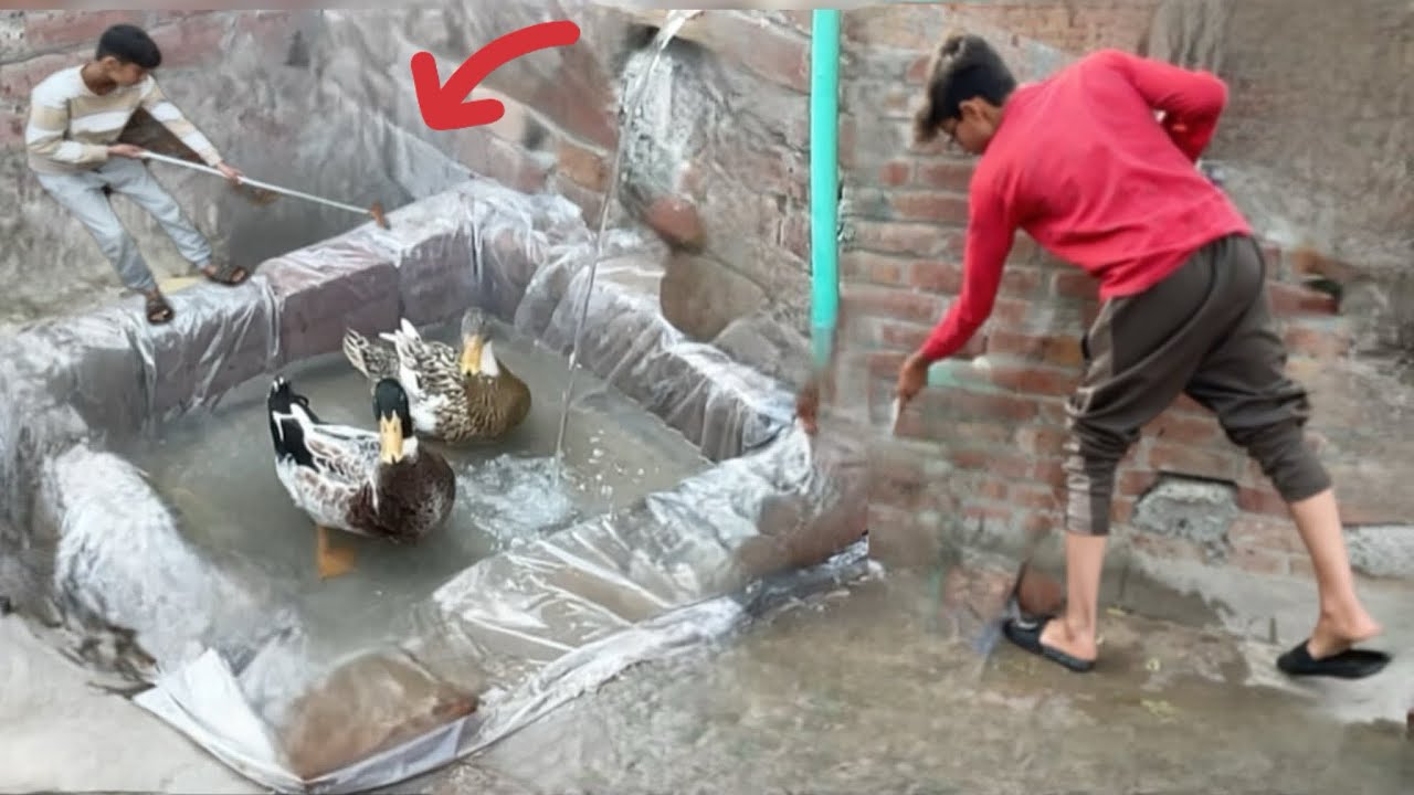 Water🚿pool🏊‍♂️ki Mormat❤️/duck happy😊 #village #funny #pigeon #desi ##vlog #cute #funny #foryou#cat