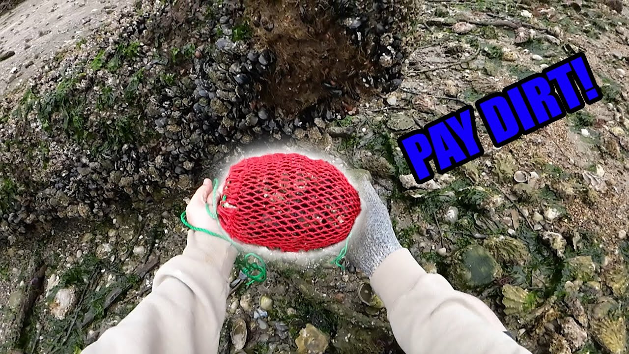 Harvesting Mussels in Washington (plus I cook 'em too)!