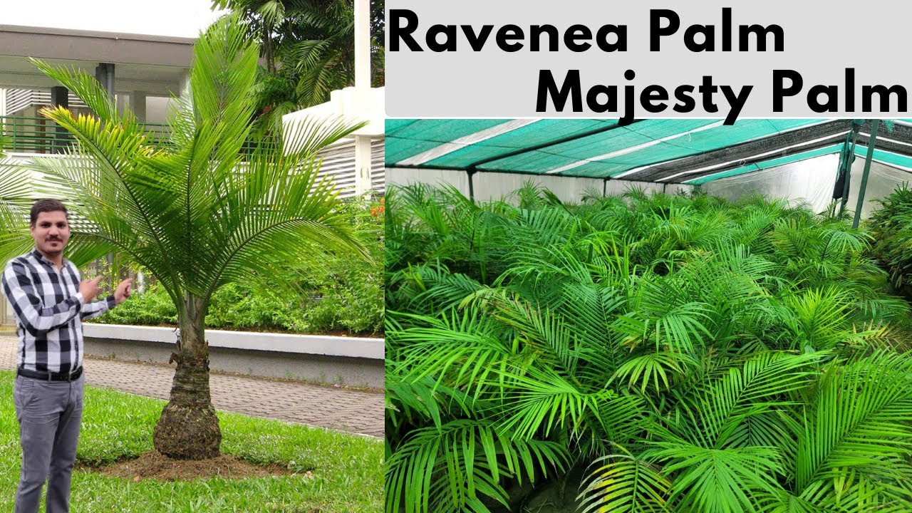 Ravenea Palm l Majesty Palm l How to grow & care of Ravenea Palm l Best Indoor Plant