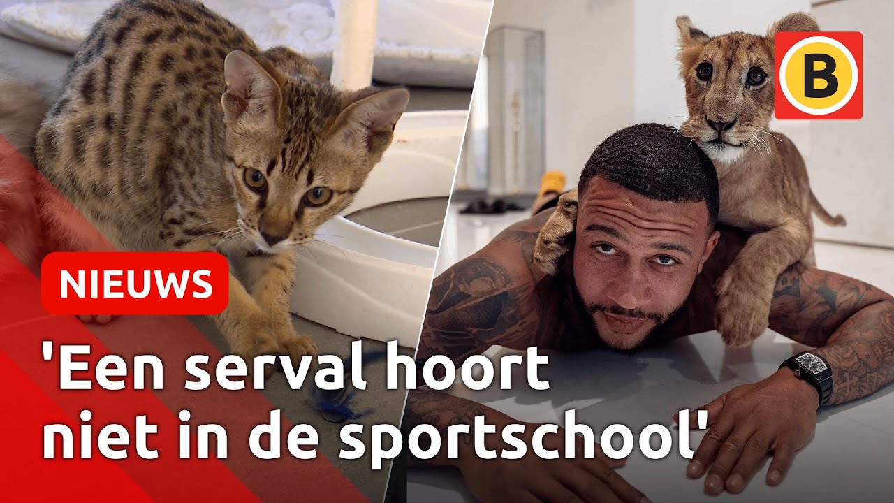 ILLEGALE HUISDIEREN populair door INFLUENCERS | Omroep Brabant