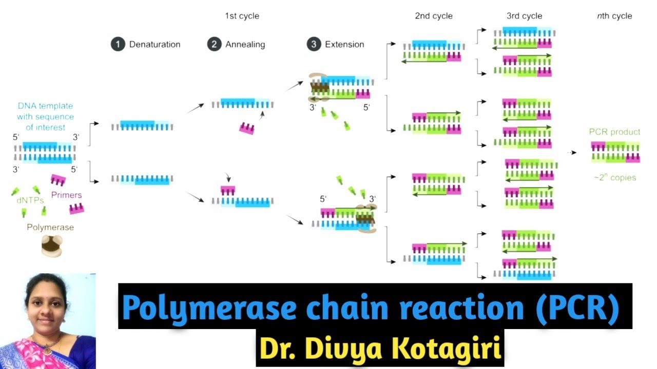 PCR in detail # polymerase chain reaction # PCR vs Gene cloning #Genes & Genus
