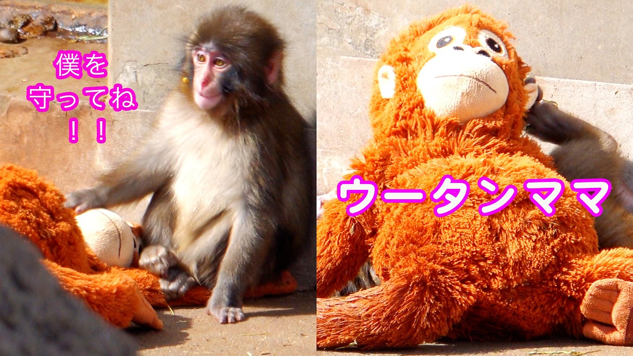 🐒 今日の#がんばれパンチ！🦧 オランママ・ウ~タンマ~マ 😍 マ〜マが居るから僕は頑張れるよ！負けないぞ〜！ 僕を守ってね 😆　ご飯タイム編 🍚 Bう