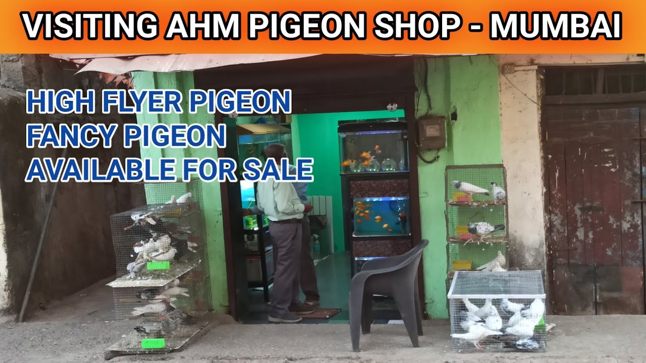Visiting AHM PIGEON SHOP IN KALYAN, MUMBAI