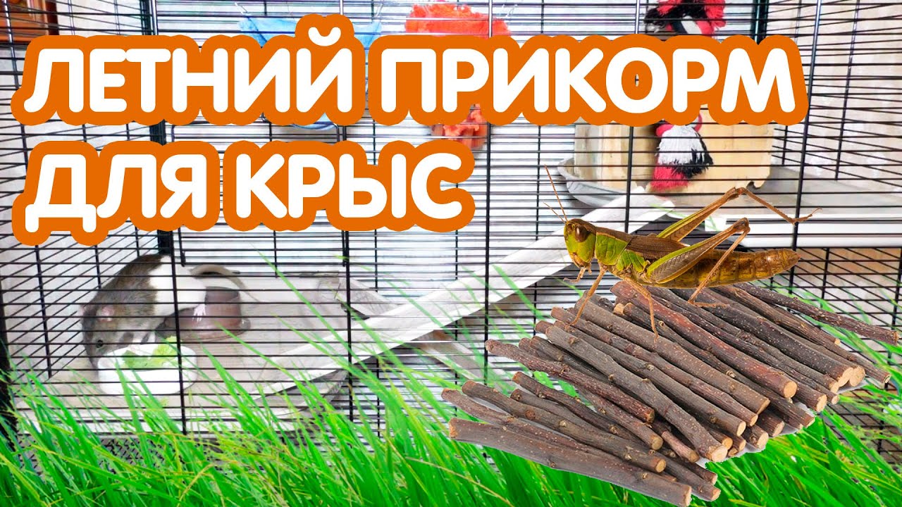 Летний прикорм для крысы. Ветки, травы и зелень для крыс