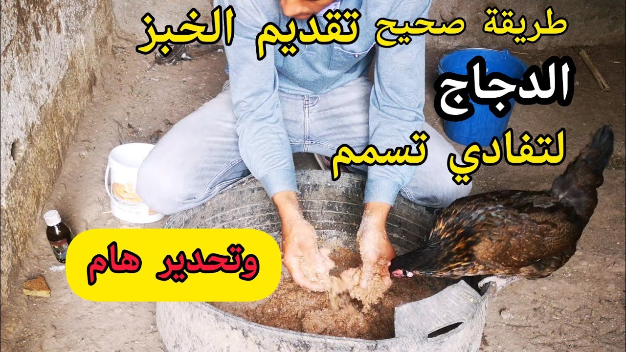 تقديم الخبز لدجاج بشكل صحيح لتفادي تسمم دجاج وتحدير هام؟  علف رخيص الثمن